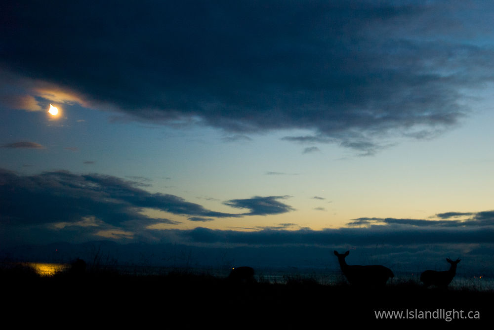 Mammal  photo from Smelt Bay Cortes Island, BC Canada.