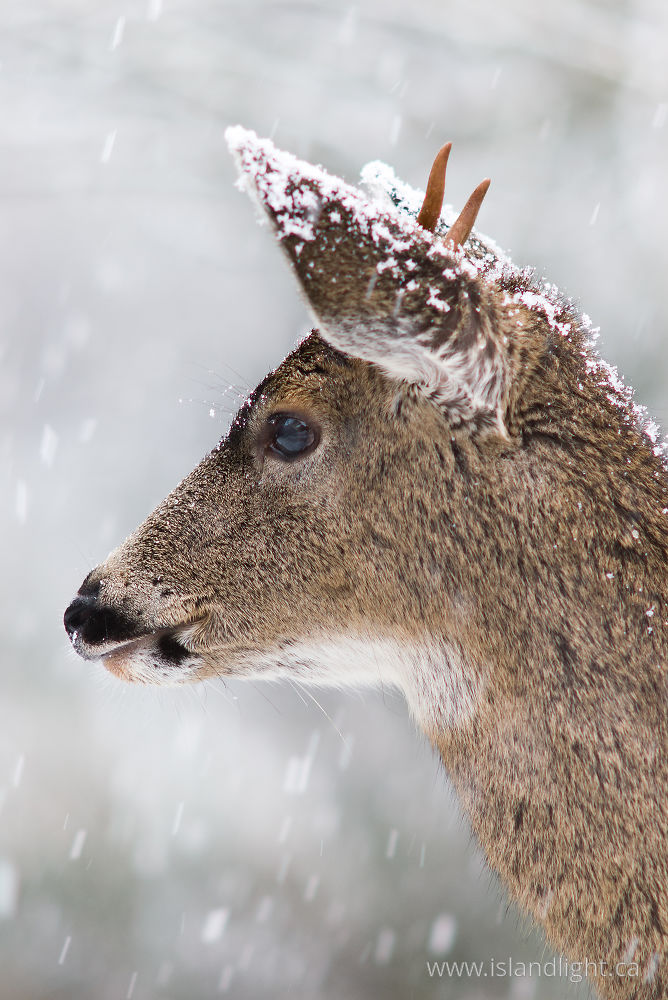 Mammal  photo from  Cortes Island, BC Canada.