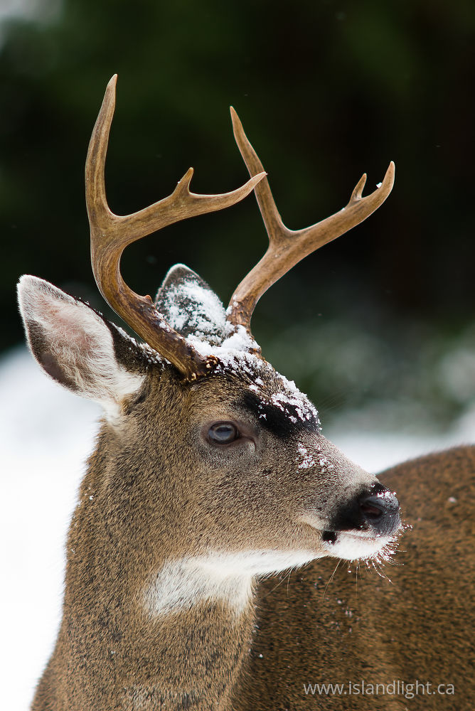 Mammal  photo from  Cortes Island, BC Canada.