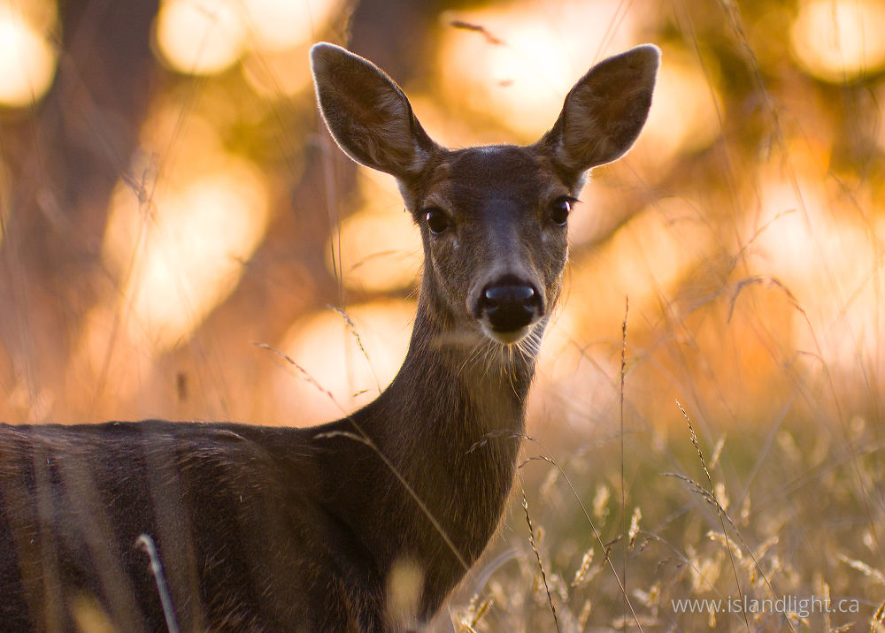 Mammal  photo from Smelt Bay Cortes Island, BC Canada.