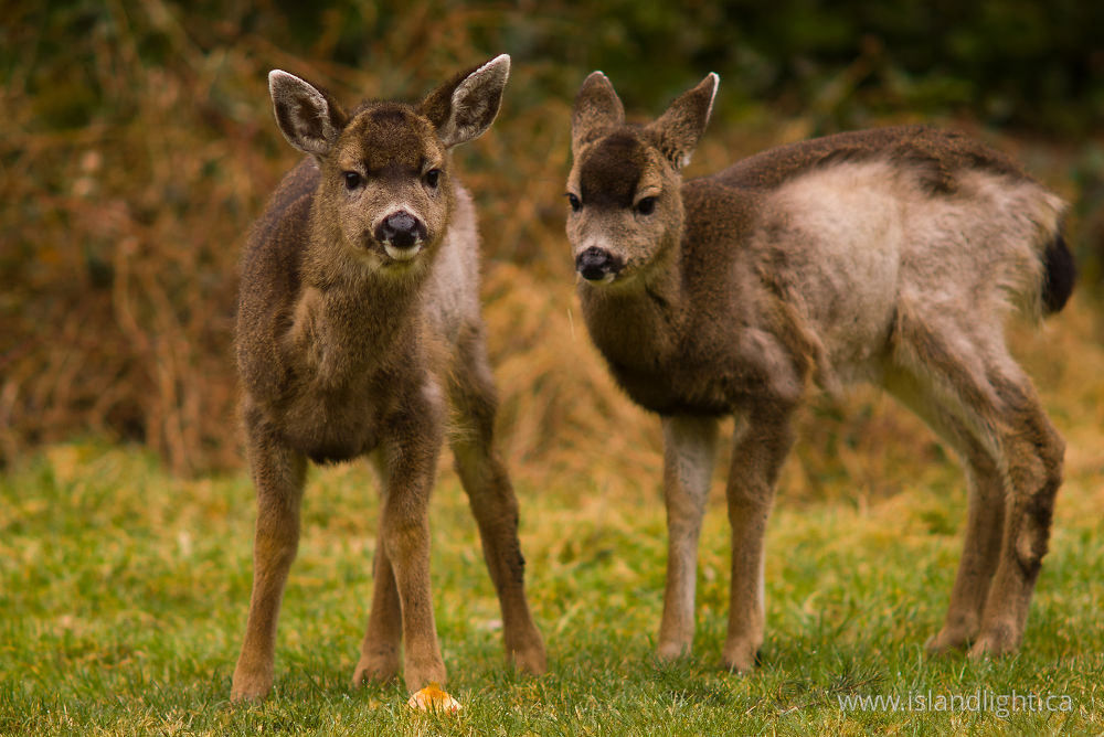 Mammal  photo from  Cortes Island, BC Canada.