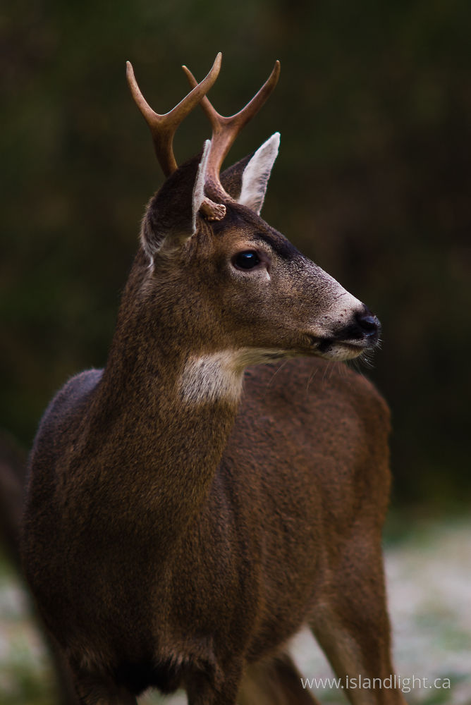 Mammal  photo from  Cortes Island, BC Canada.