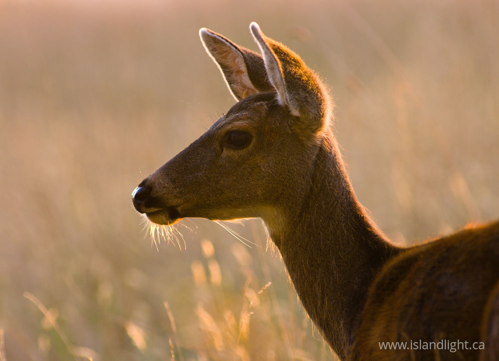 Mammal  photo from Smelt Bay Cortes Island, BC Canada.