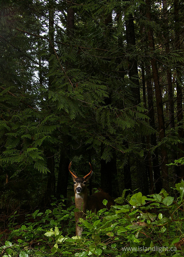 Mammal photo from  Cortes Island, BC Canada.