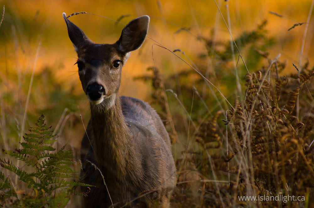 Mammal  photo from  Cortes Island, BC Canada.
