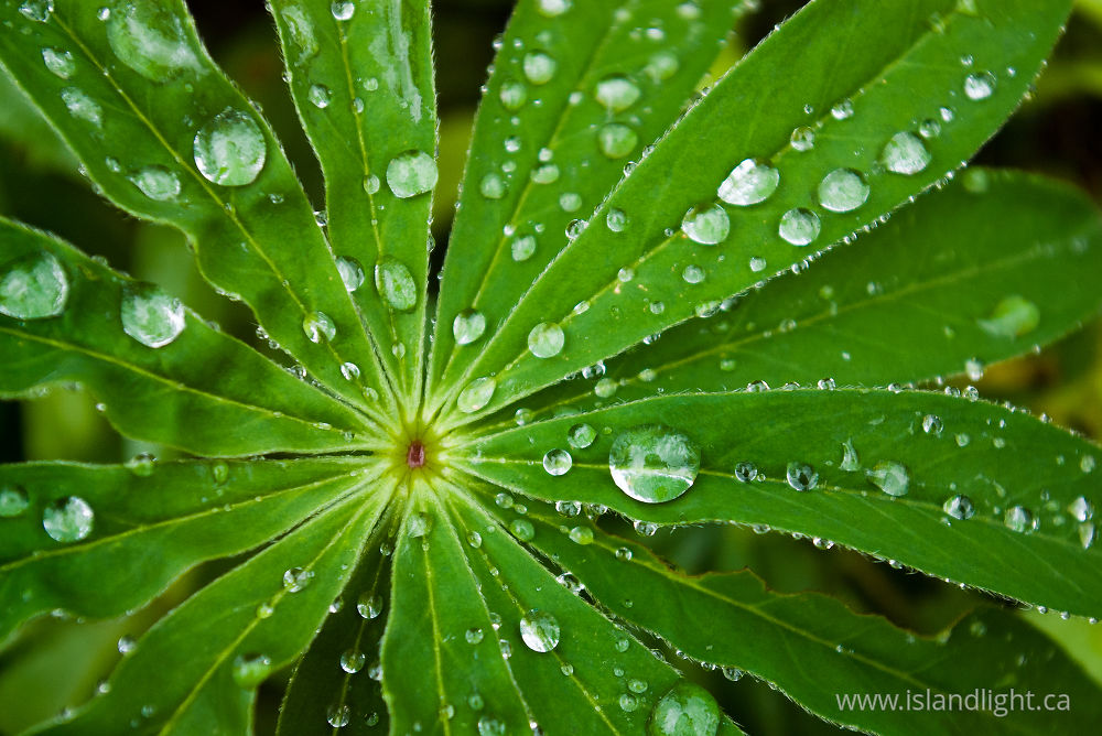 Plant  photo from  Cortes Island, BC Canada.