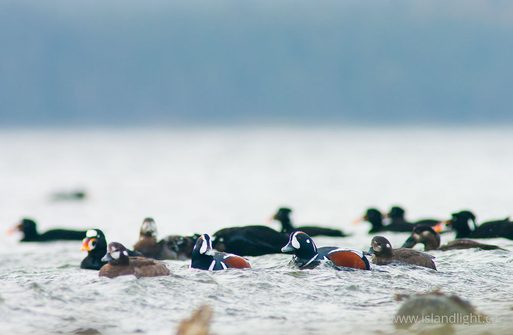 Bird  photo from Smelt Bay Cortes Island, BC Canada.