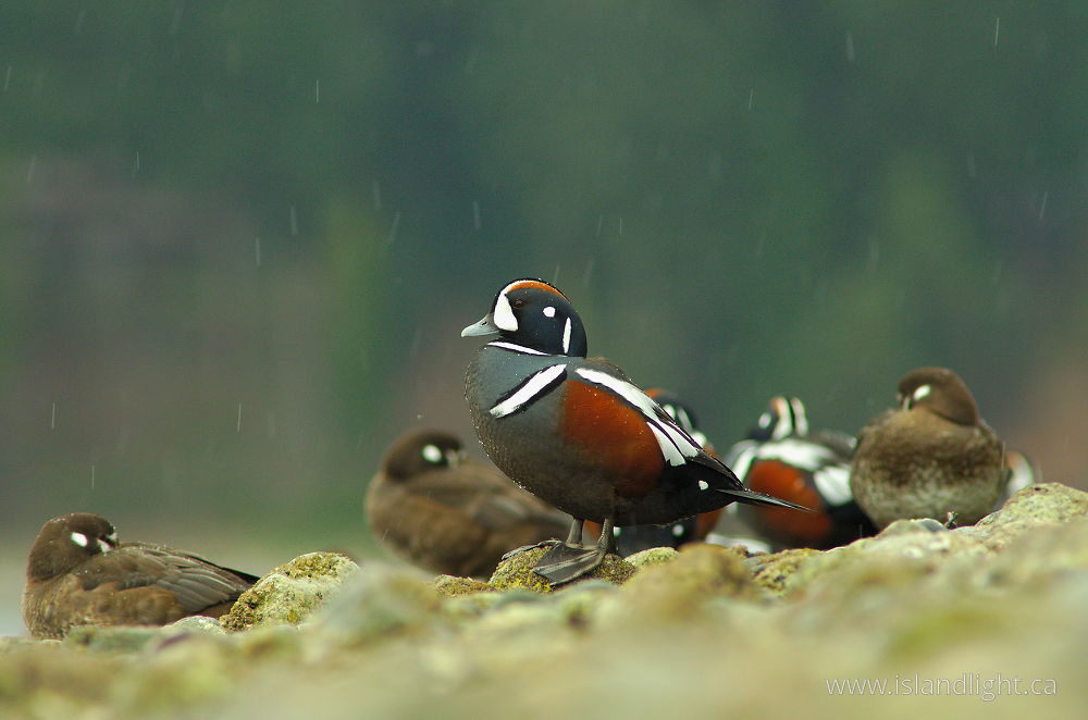 Bird photo from  Cortes Island, British Columbia Canada.
