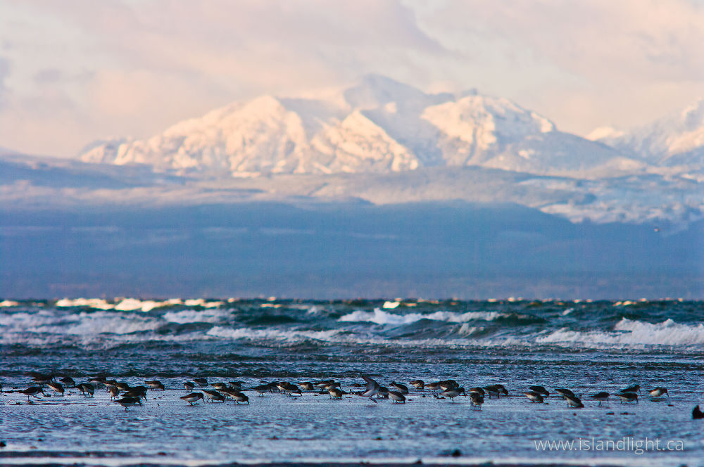 Bird photo from Smelt Bay Cortes Island, BC Canada.