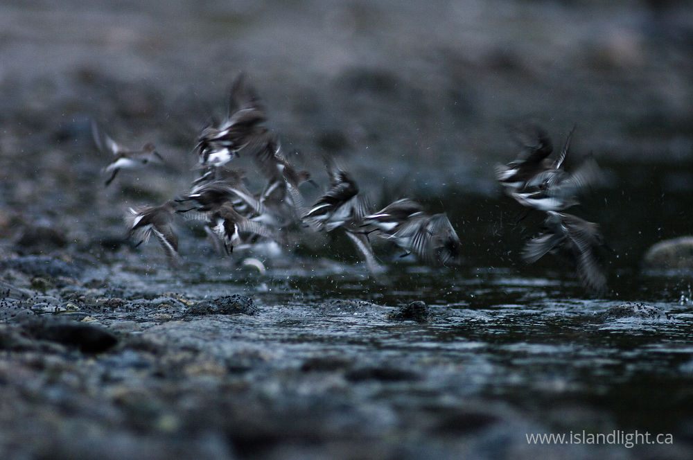 Bird  photo from  Cortes Island, BC Canada.