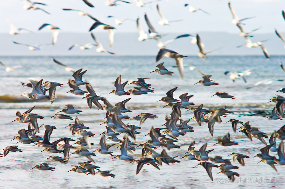 Bird  photo from  Cortes Island, BC Canada.