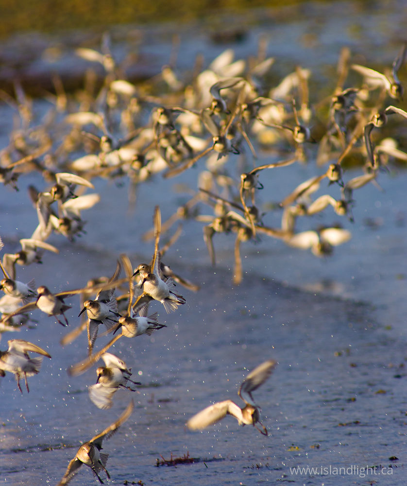 Bird  photo from Smelt Bay Cortes Island, BC Canada.