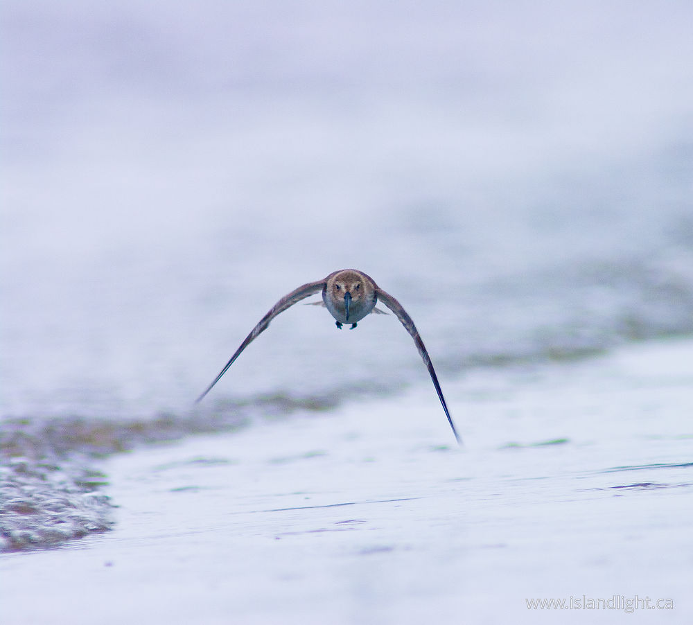 Bird  photo from Smelt Bay Cortes Island, BC Canada.