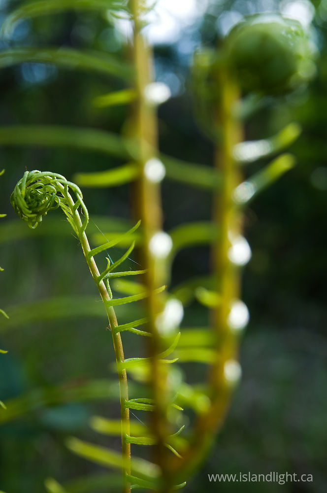 Plant  photo from  Cortes Island, BC Canada.
