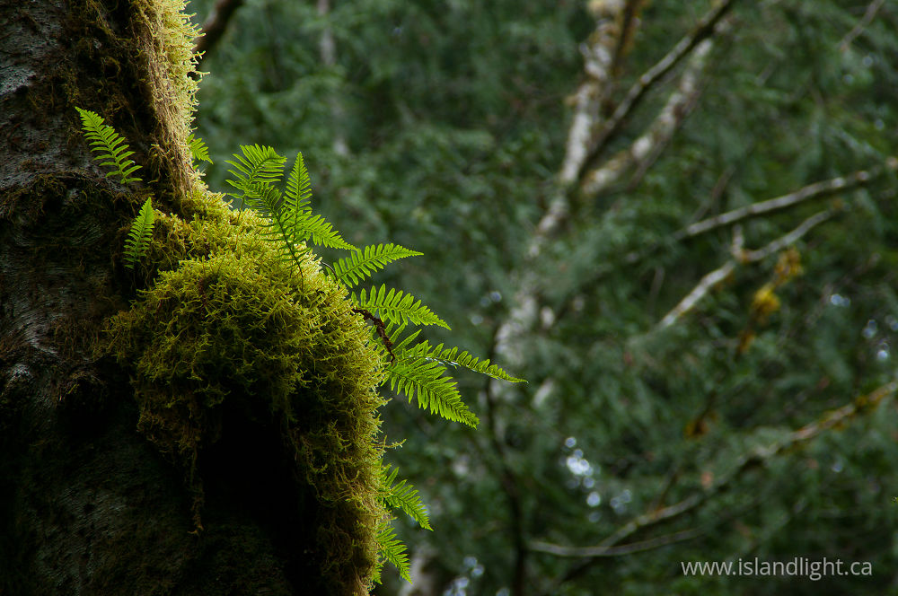 Plant  photo from Basil Brook Cortes Island, BC Canada.