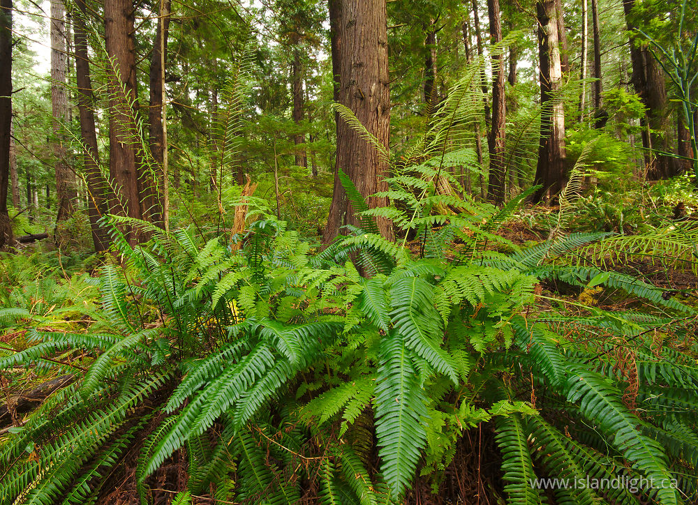 Plant  photo from  Cortes Island, British Columbia Canada.
