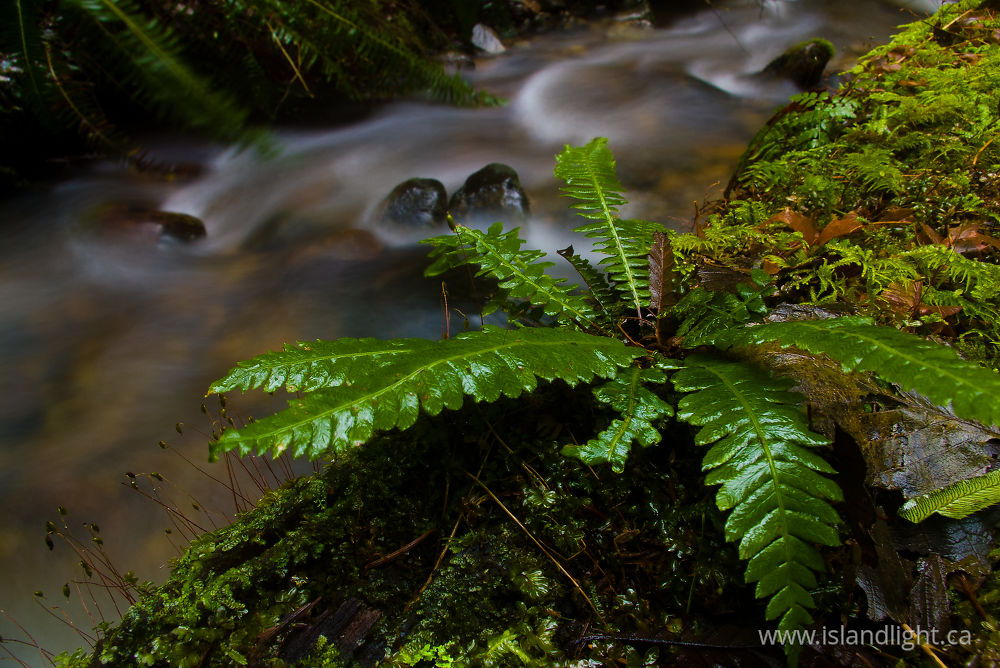 Plant photo from Gorge Harbour Cortes Island, BC Canada.
