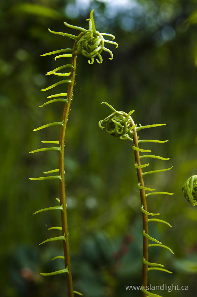 Plant  photo from Hanks Beach Cortes Island, BC Canada.