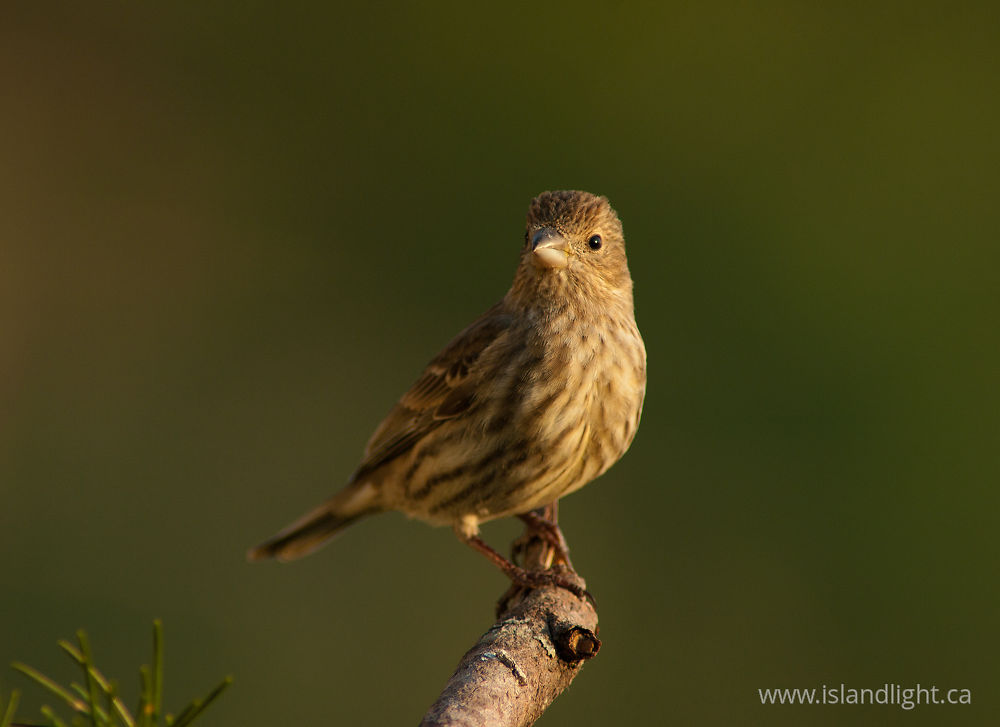 Bird  photo from  Cortes Island, BC Canada.