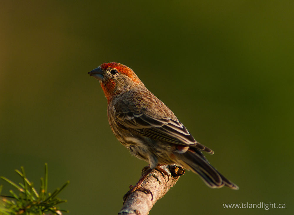Bird  photo from  Cortes Island, BC Canada.