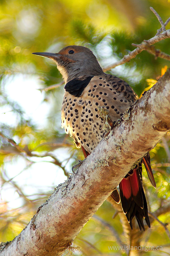 Bird  photo from  Cortes Island, British Columbia Canada.
