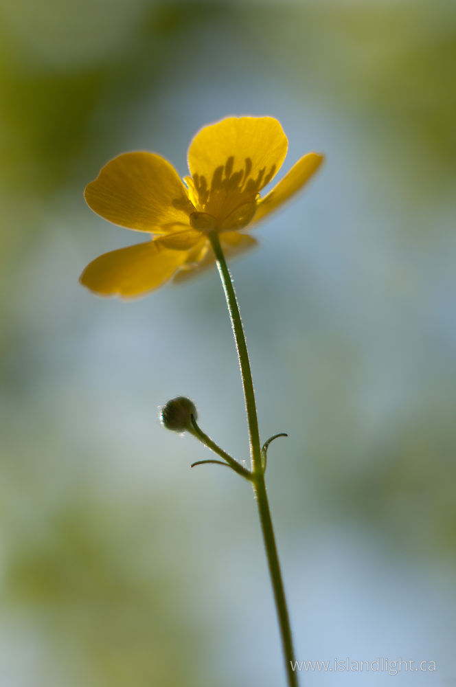 Plant  photo from  Cortes Island, BC Canada.
