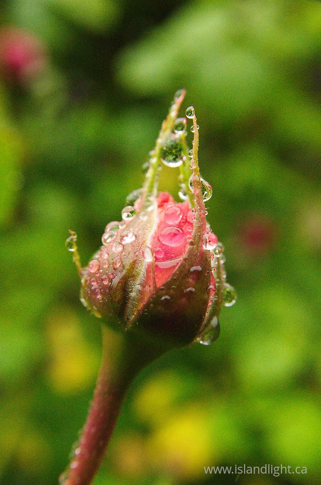 Plant  photo from  Cortes Island, British Columbia Canada.