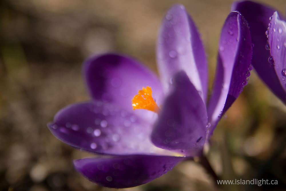 Plant  photo from  Cortes Island, BC Canada.