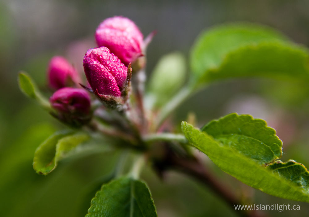 Plant  photo from Smelt Bay Cortes Island, BC Canada.