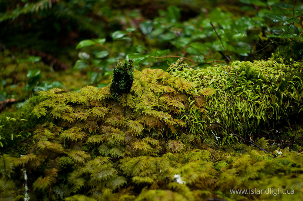 Plant  photo from  Cortes Island, British Columbia Canada.