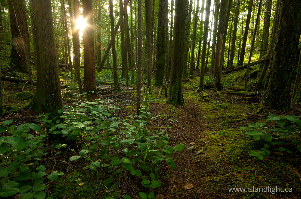 Landscape  photo from Green Mountain Cortes Island, BC Canada.