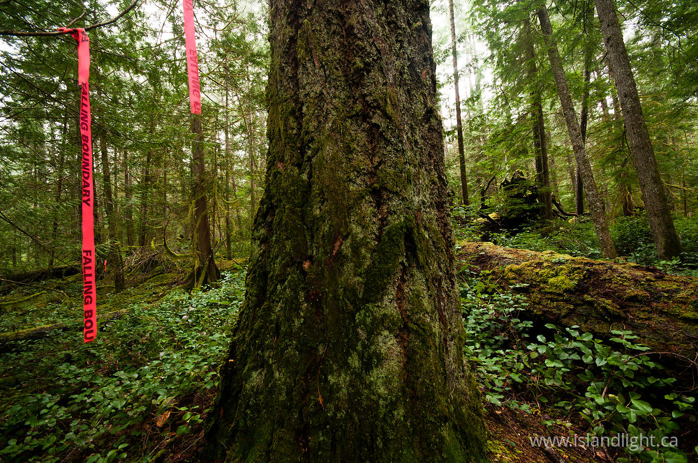 Landscape  photo from Basil Brook Cortes Island, BC Canada.