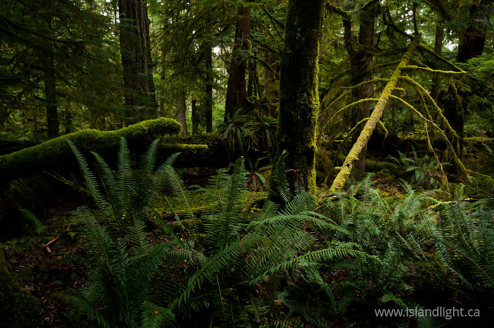 Landscape  photo from Basil Brook Cortes Island, BC Canada.