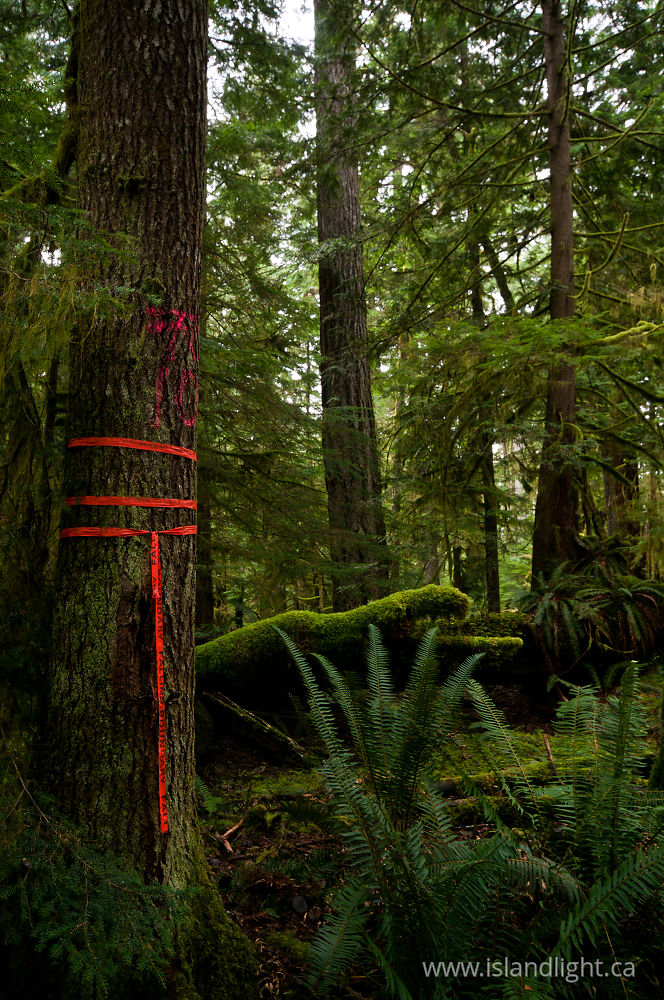 Landscape  photo from Basil Brook Cortes Island, BC Canada.