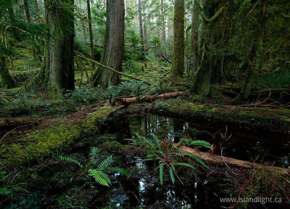 Landscape  photo from Grandfather Grove, Green Valley Cortes Island, BC Canada.