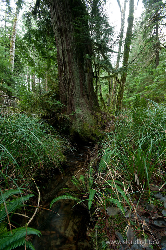 Landscape  photo from  Cortes Island, BC Canada.