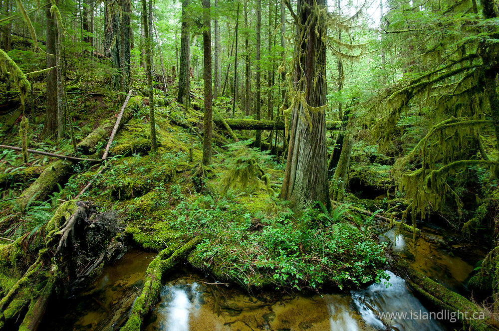 Landscape photo from  Cortes Island, BC Canada.
