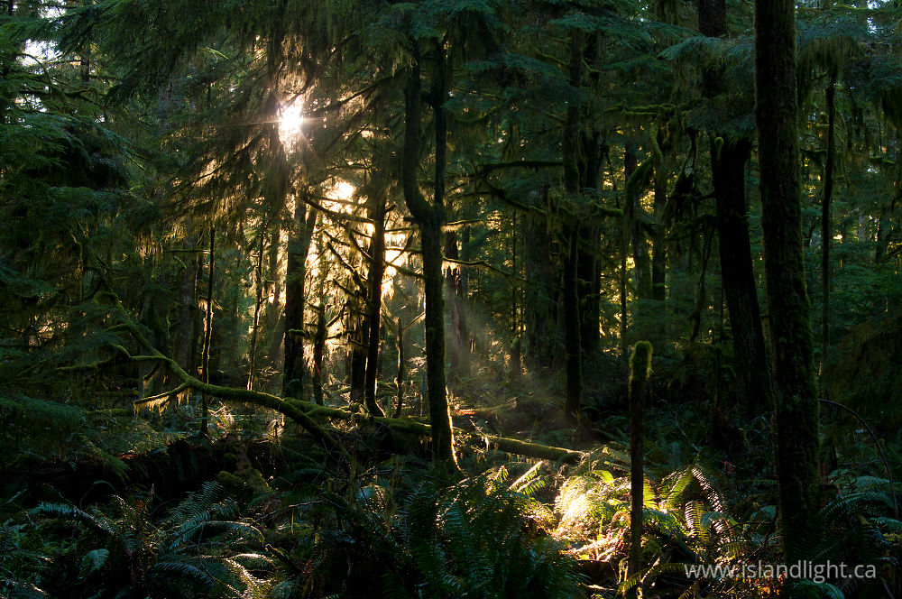 Landscape  photo from  Cortes Island, British Columbia Canada.
