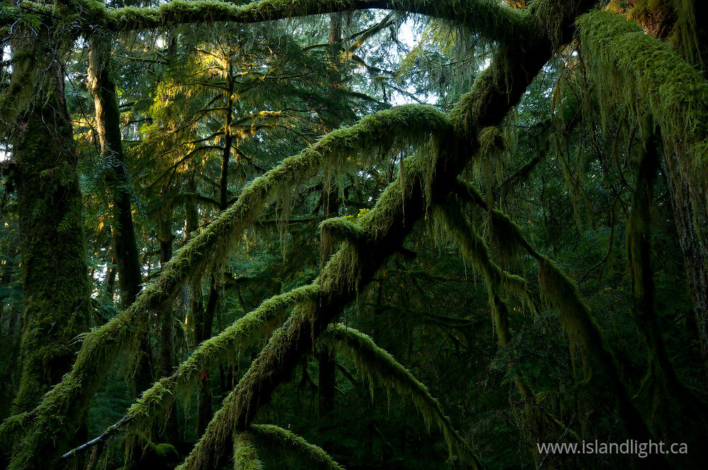 Landscape photo from  Cortes Island, British Columbia Canada.