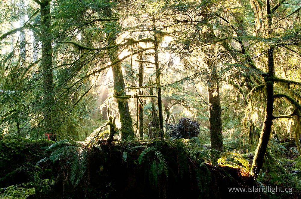 Landscape photo from Basil Brook Cortes Island, BC Canada.