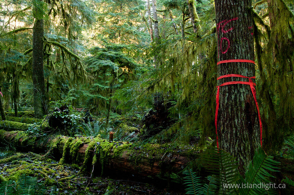 Landscape  photo from Basil Brook Cortes Island, BC Canada.
