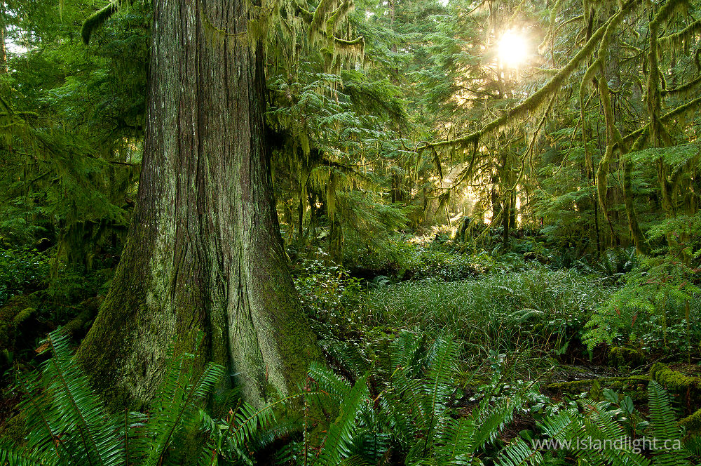 Landscape photo from Basil Brook Cortes Island, BC Canada.