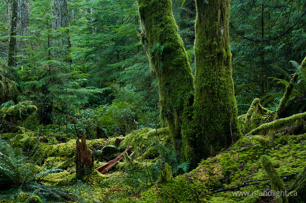 Landscape  photo from Basil Brook Cortes Island, BC Canada.