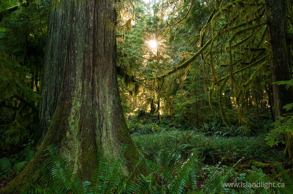 Landscape  photo from Basil Brook Cortes Island, BC Canada.