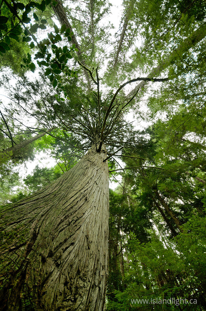 Landscape  photo from  Cortes Island, British Columbia Canada.