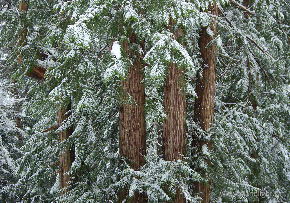 Plant photo from  Cortes Island, British Columbia Canada.