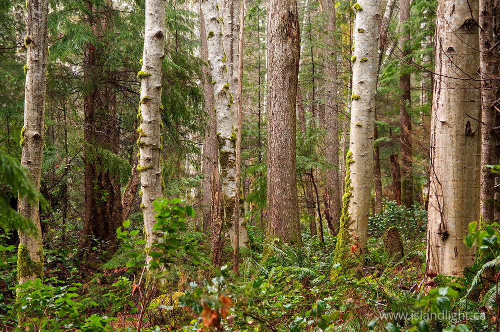Landscape  photo from  Cortes Island, British Columbia Canada.