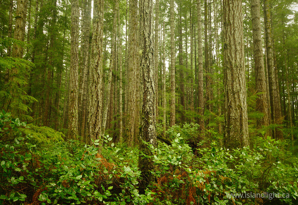 Landscape  photo from  Cortes Island, British Columbia Canada.