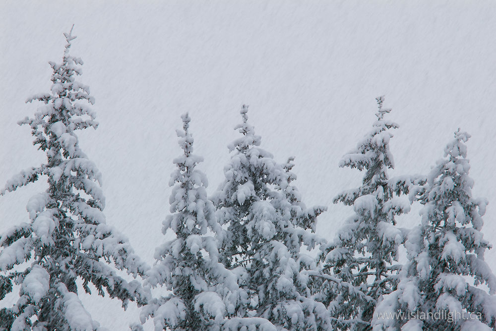 Landscape photo from  Cortes Island, BC Canada.