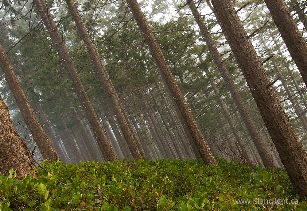 Landscape photo from  Cortes Island, BC Canada.